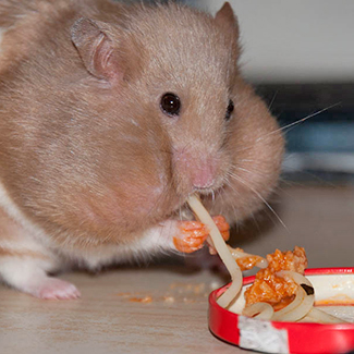 Un hamster haciendo bolas.